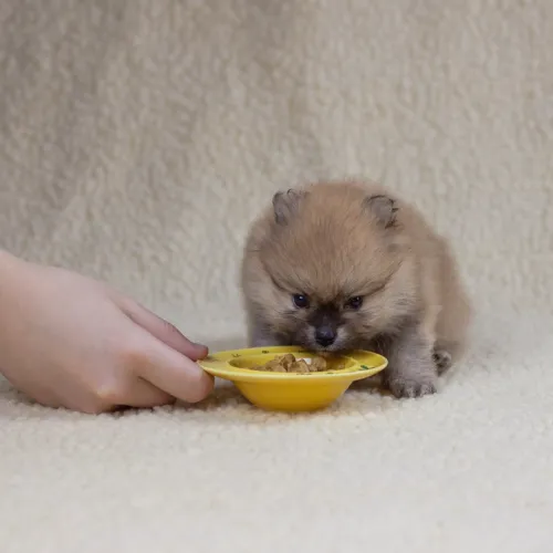 In toy and miniature breeds, the quality of nutrition is essential