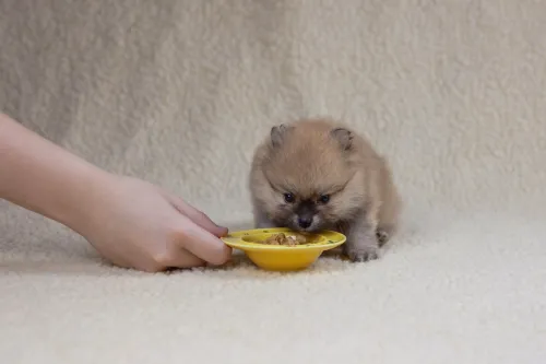 Nelle razze nane e toy la qualità dell'alimentazione è essenziale