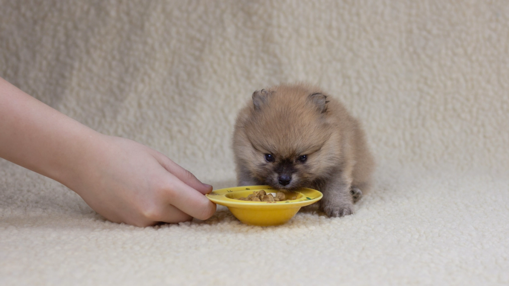 Nelle razze nane e toy la qualità dell'alimentazione è essenziale