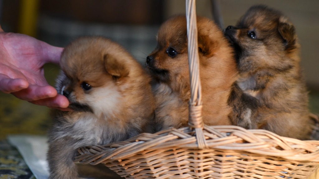 Pomerania che impara a socializzare durante l'educazione del cucciolo.