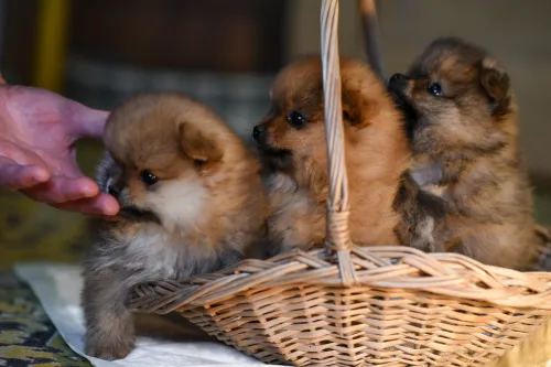 Pomerania che impara a socializzare durante l'educazione del cucciolo.