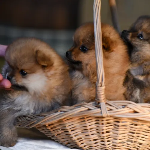 A Pomeranian learning to socialise during puppy education.