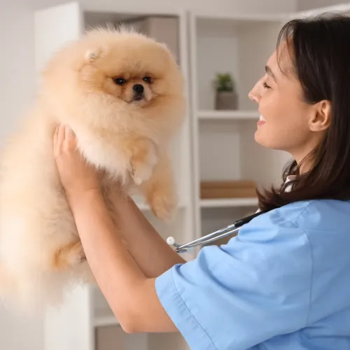 A veterinarian examining a Pomeranian puppy during a health check.