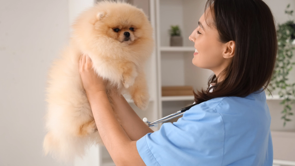 Veterinario che visita un cucciolo di Pomerania, controllo della salute.