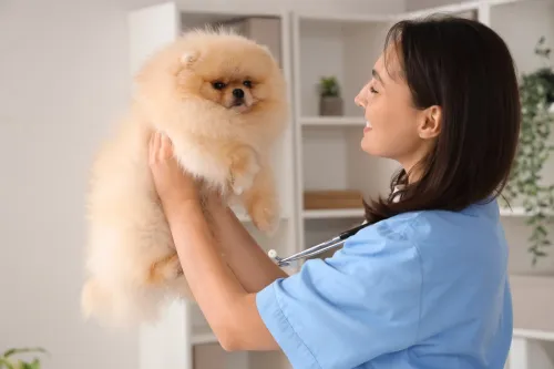 Veterinario che visita un cucciolo di Pomerania, controllo della salute.