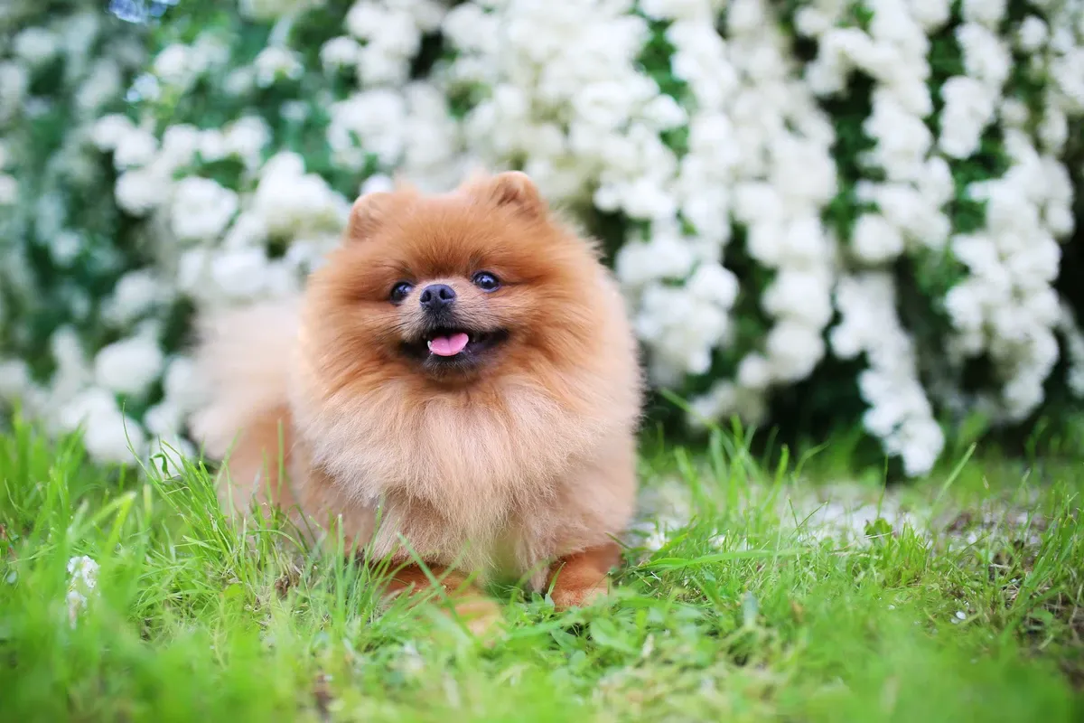 Pomerania arancio in un giardino fiorito
