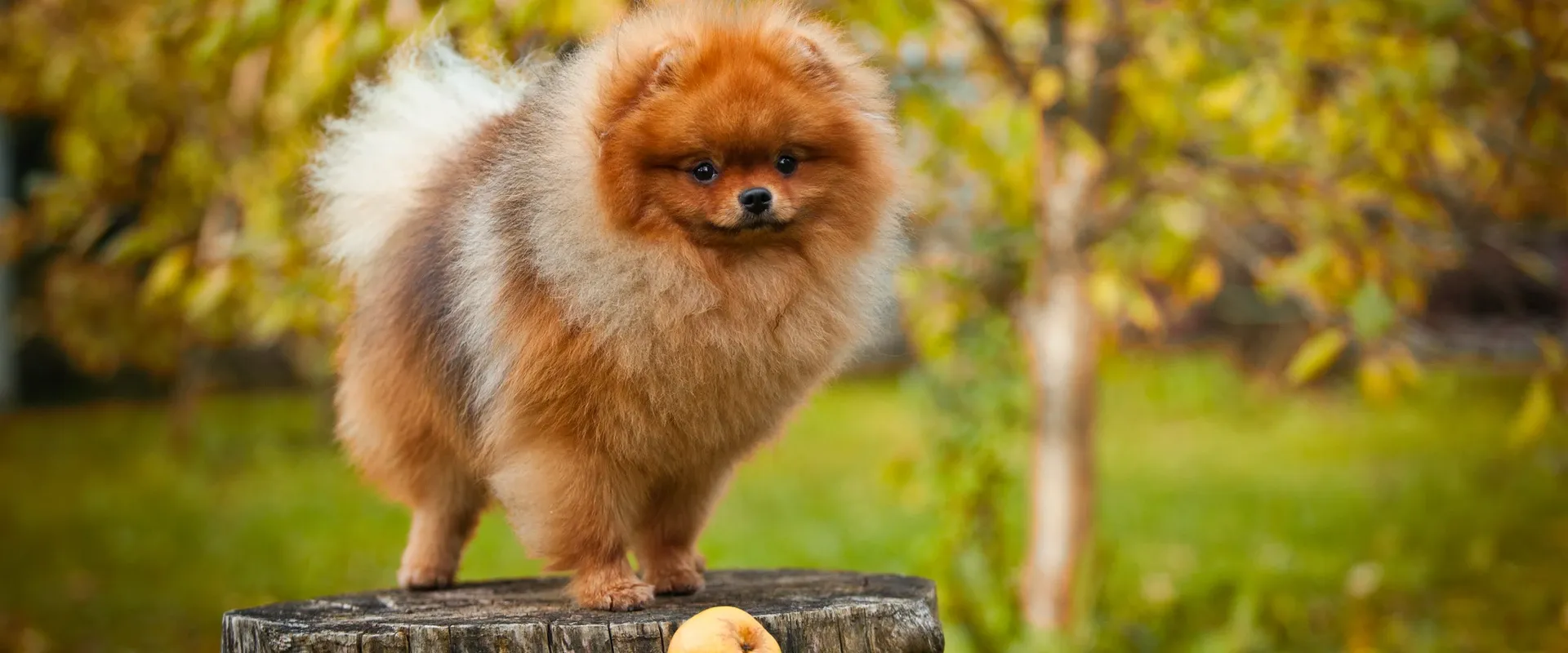 A Pomeranian performing a training command with a canine educator in Rome - Casa dei Pomerania, positive training.