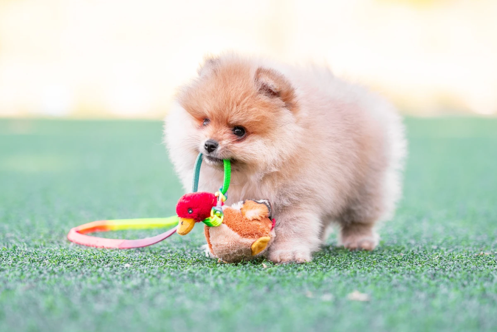 A well-behaved Pomeranian sitting with its owner in a controlled environment, an example of successful training in Rome.