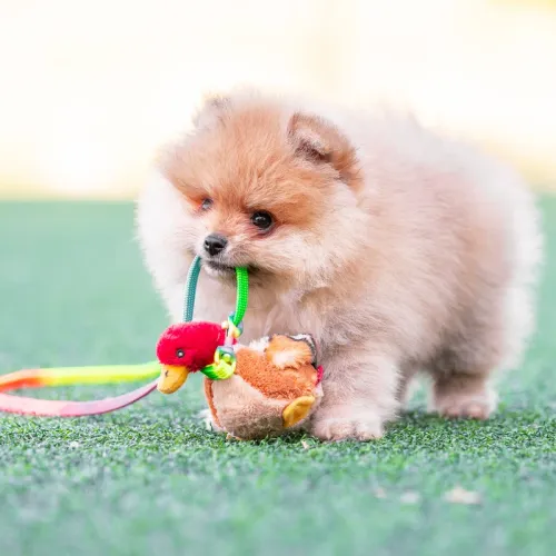 A well-behaved Pomeranian sitting with its owner in a controlled environment, an example of successful training in Rome.