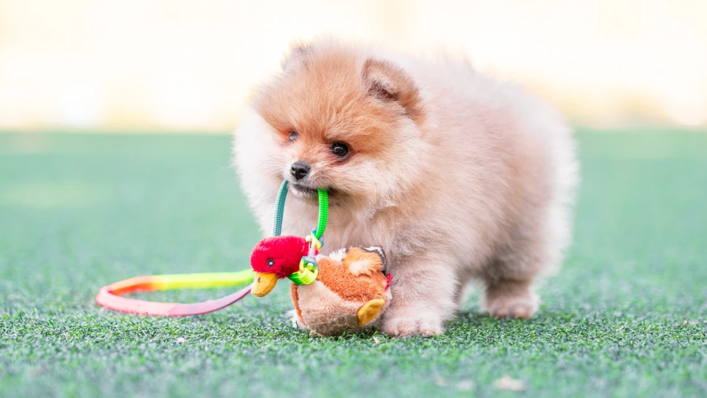 Pomerania seduto educato con il suo proprietario in un ambiente controllato, esempio di addestramento riuscito a Roma.