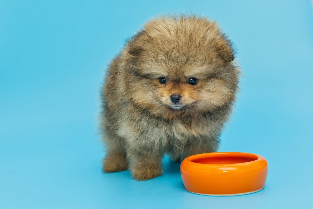 Alimentazione ottimale per cuccioli