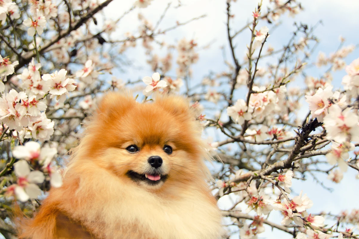 Alimenti super premium per Pomerania