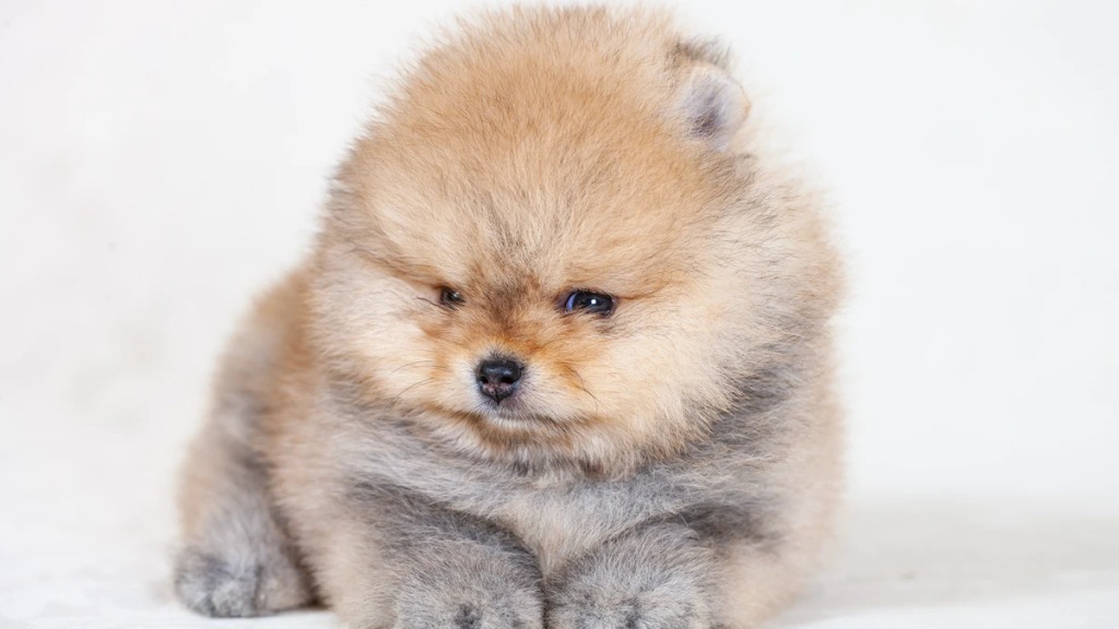 Allevamento Pomerania professionale accessibile da Rieti, cuccioli che giocano