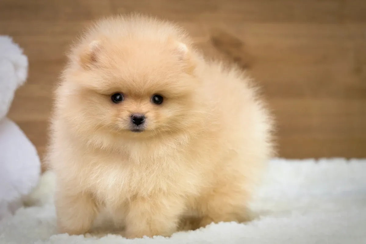 Allevatrice che accudisce cuccioli di Pomerania in ambiente familiare a Roma - La Casa dei Pomerania