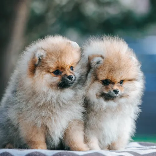 Pomeranian puppies playing happily in a controlled environment at the Rome estate