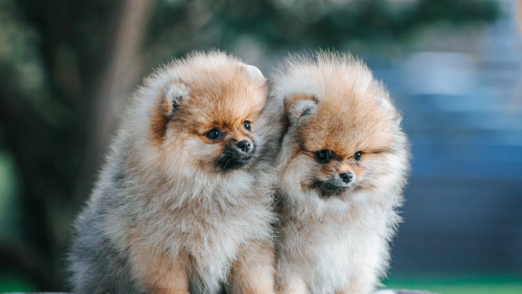 Cuccioli di Pomerania giocano felicemente in un ambiente controllato dell'allevamento a Roma