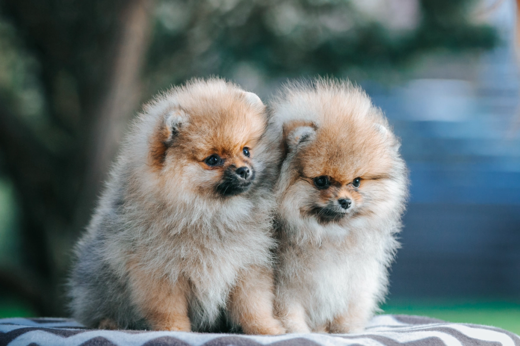 Pomeranian puppies playing happily in a controlled environment at the Rome estate