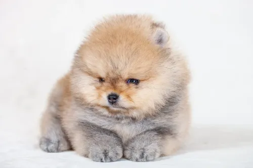 Cuccioli di Pomerania giocano felicemente in un ambiente controllato dell'allevamento a Roma