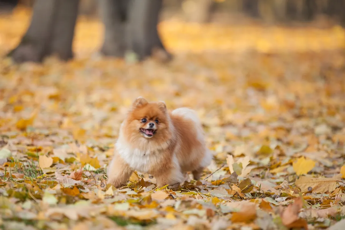 Allevamento Pomerania professionale facilmente raggiungibile da Viterbo - Casa dei Pomerania