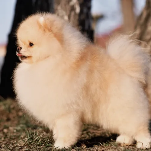 Cuccioli di Pomerania sani e felici, disponibili per famiglie di Viterbo e provincia