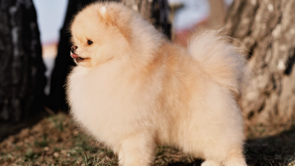 Cuccioli di Pomerania sani e felici, disponibili per famiglie di Viterbo e provincia
