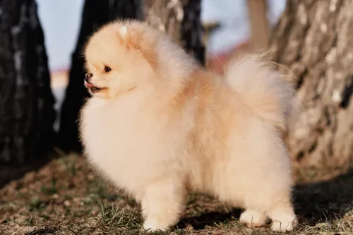 Cuccioli di Pomerania sani e felici, disponibili per famiglie di Viterbo e provincia