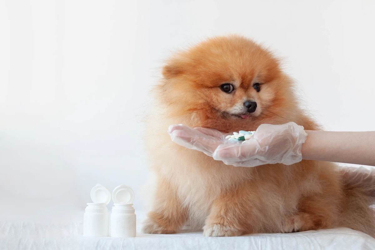 Antiparassitari sicuri per Pomerania