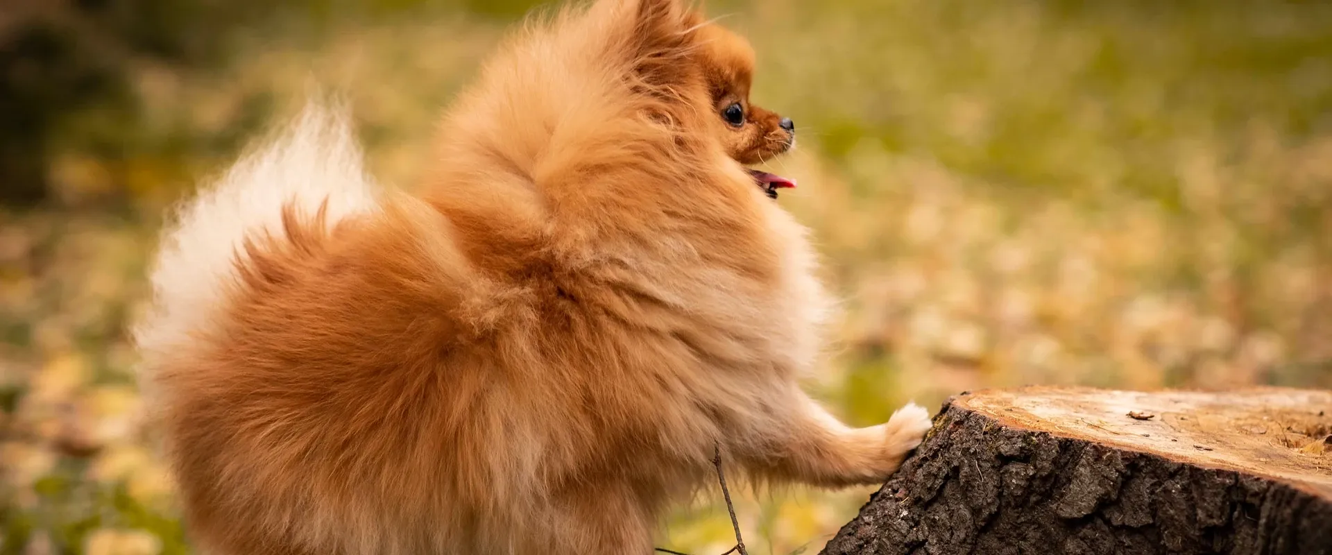 Pomerania felice che gioca all'asilo diurno di Roma - Casa dei Pomerania, asilo specializzato per Spitz Tedeschi Nani.