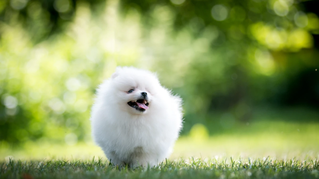 Staff qualificato che supervisiona Pomerania in un ambiente di gioco sicuro all'asilo diurno di Roma.