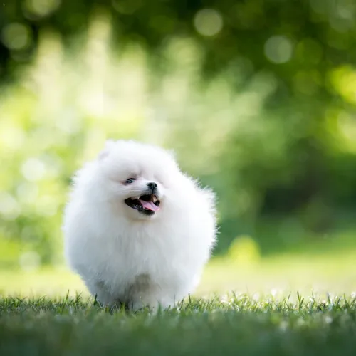Qualified staff supervising Pomeranians in a secure play environment at the Rome boutique daycare.