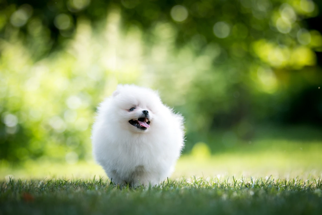 Qualified staff supervising Pomeranians in a secure play environment at the Rome boutique daycare.
