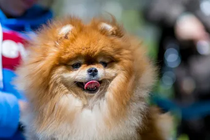 Daily dog daycare programme: play, rest, and structured activities.