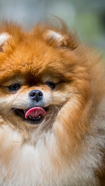 Programma giornaliero dell'asilo per cani: gioco, riposo e attività strutturate.