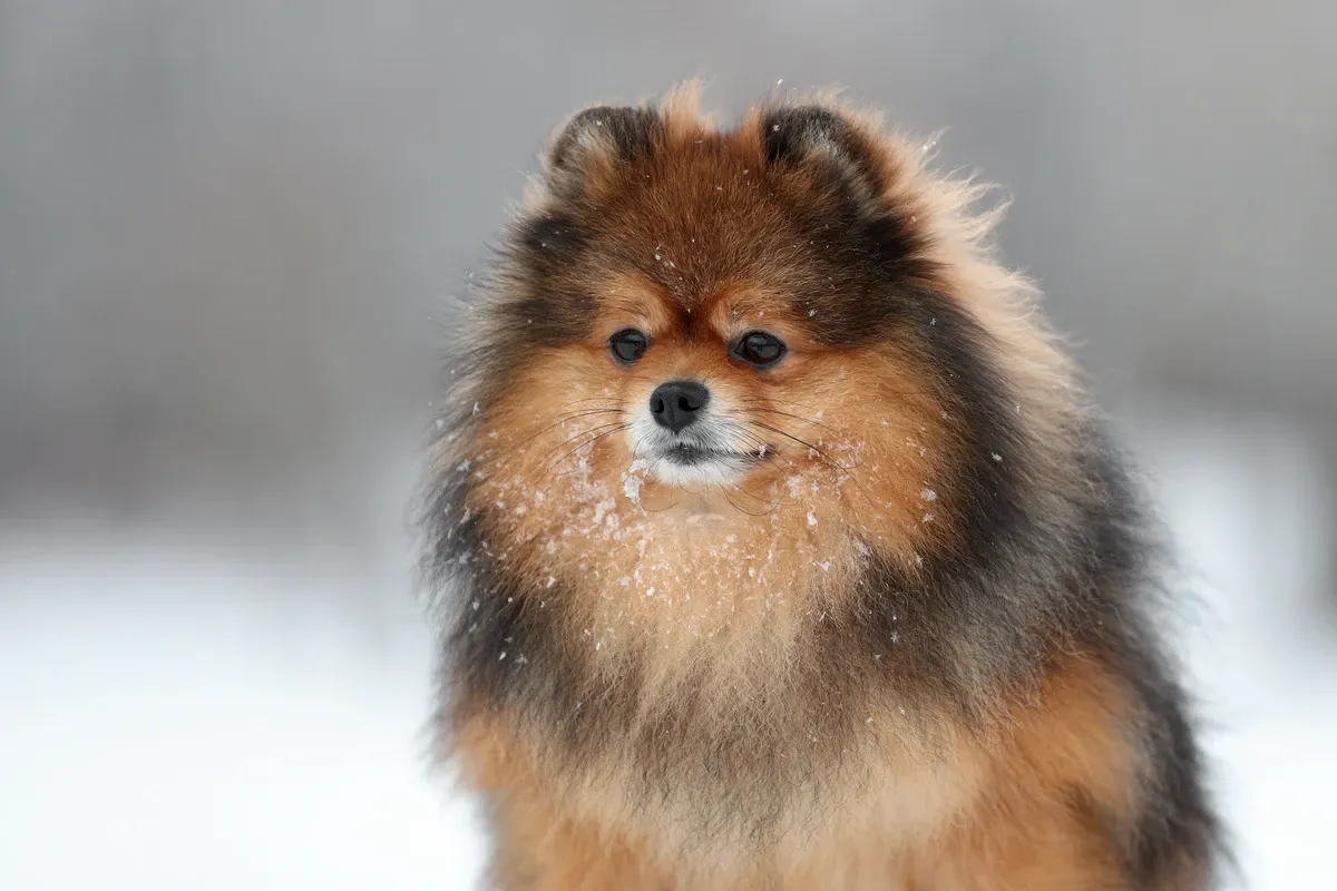 Pomerania zibellino nella neve