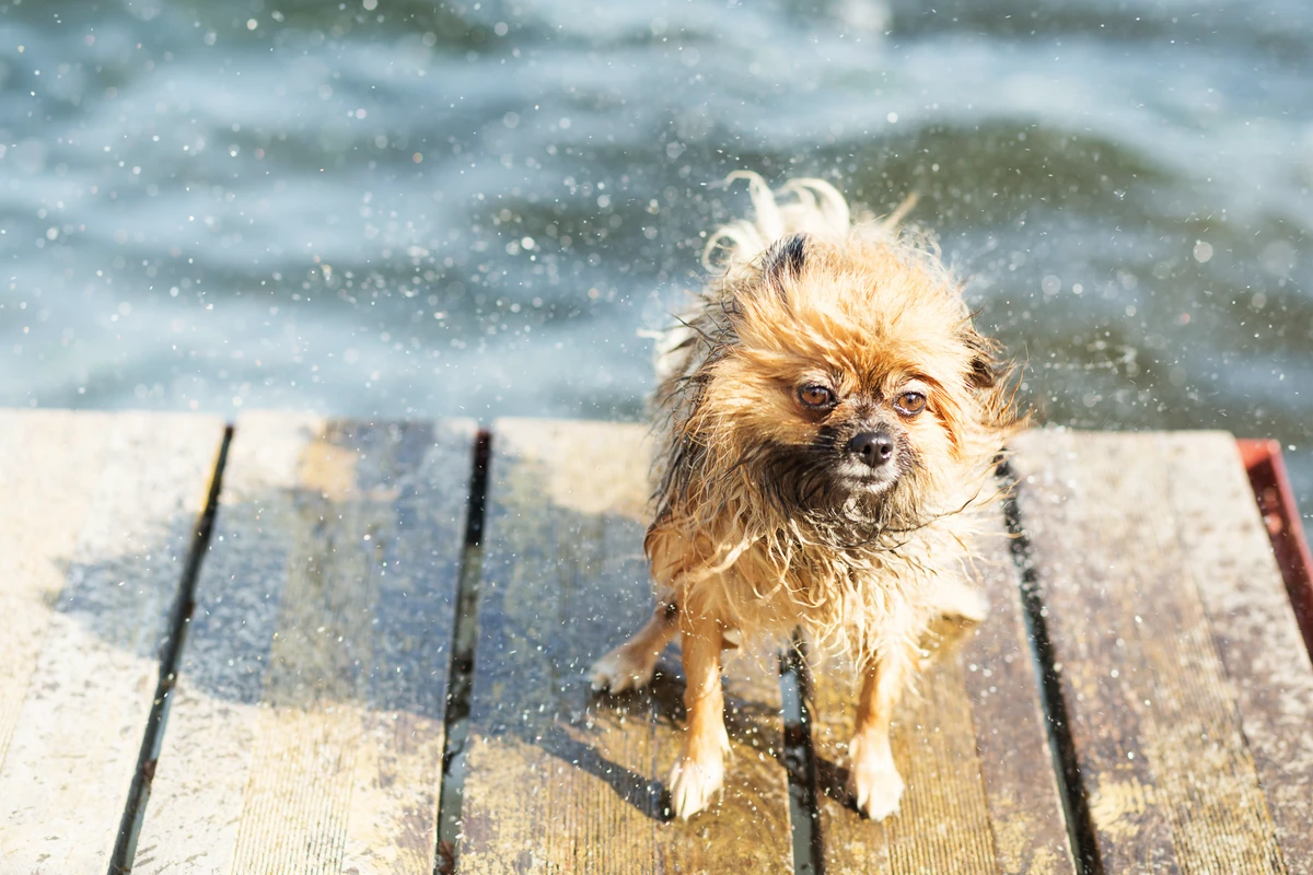 Come i Pomerania dissipano il calore