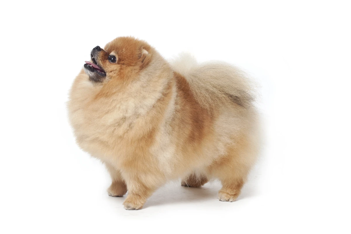Comprendere il Pomerania