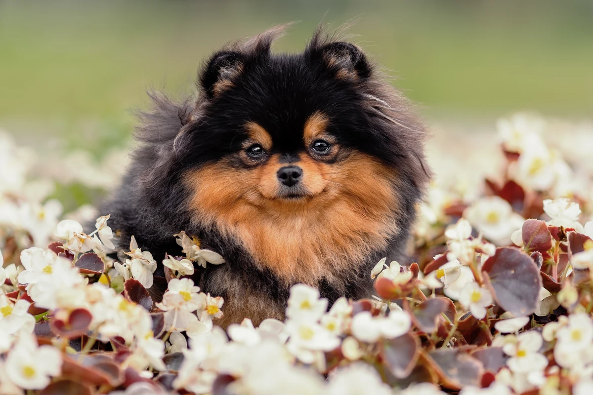 Pomerania black and tan in un prato fiorito