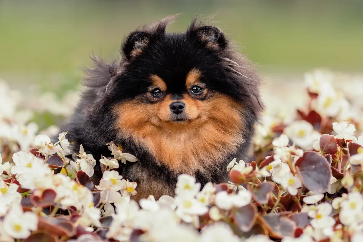 Black and tan Pomeranian in a blooming meadow