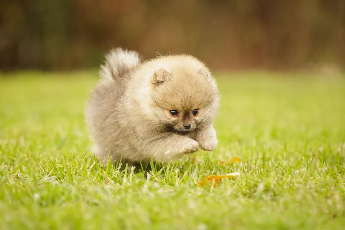 Pomeranian puppies playing happily in our Rome breeding estate, awaiting a new family.