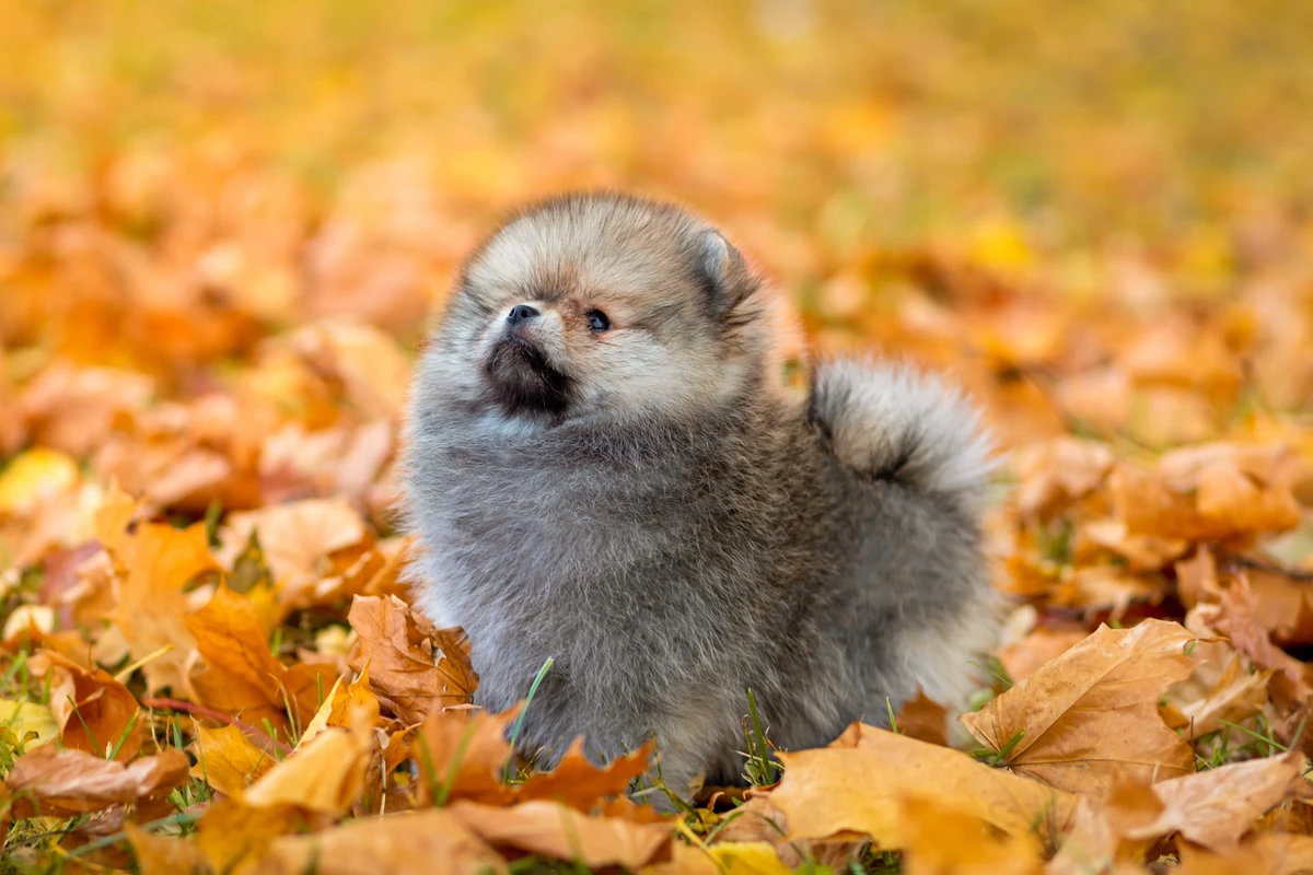 Cuccioli Pomerania Roma