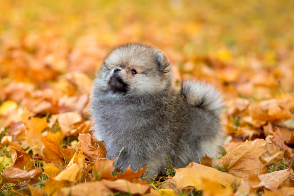 Pomeranian puppies playing happily in a controlled environment at the Rome estate