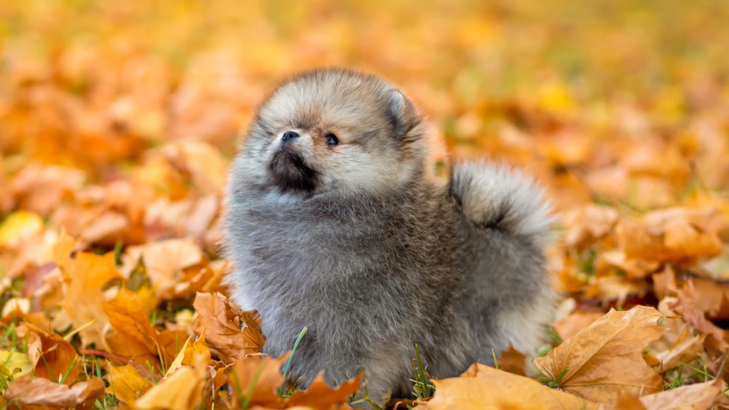 Cuccioli di Pomerania giocano felicemente in un ambiente controllato dell'allevamento a Roma