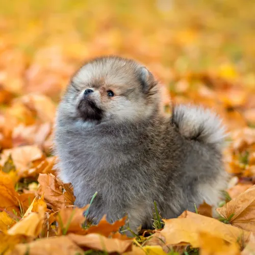 Pomeranian puppies playing happily in a controlled environment at the Rome estate