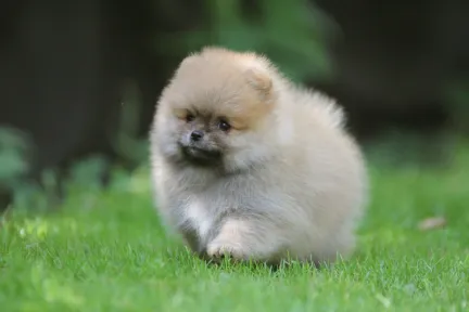 Famiglia che accoglie un cucciolo di Pomerania dopo l'adozione, seguendo i passaggi del nostro allevamento.