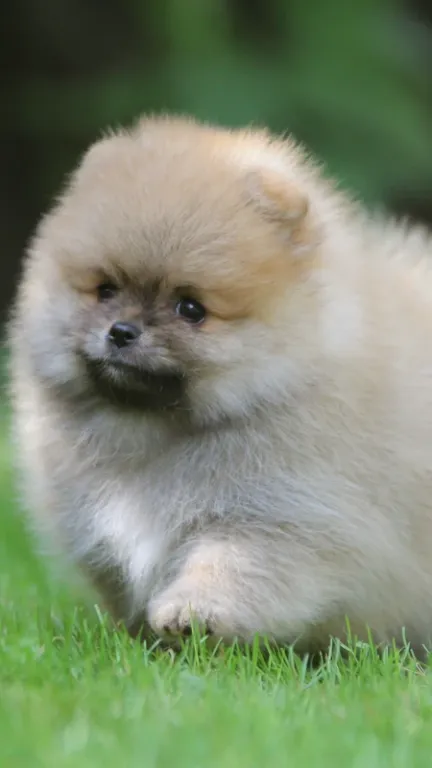 Family welcoming a Pomeranian puppy after adoption, following our breeding steps.