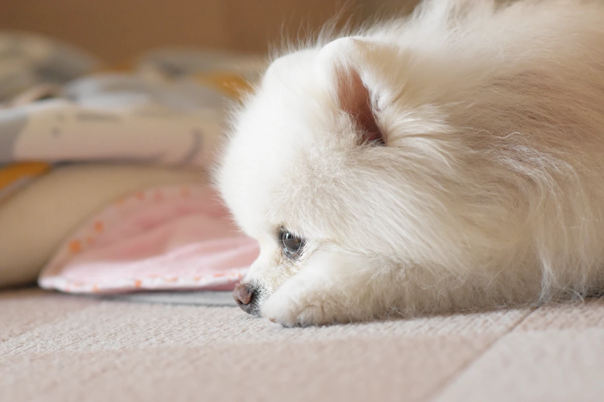La diagnosi precoce nei cuccioli