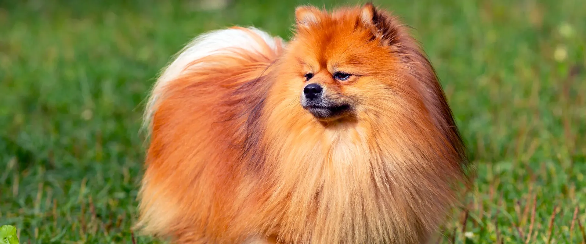 Dogsitter professionista che accarezza un Pomerania felice nel comfort di casa sua a Roma.