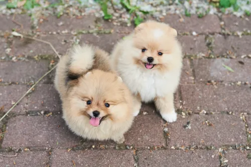 Dogsitter che passeggia con un Pomerania in un parco a Roma, durante il servizio personalizzato.