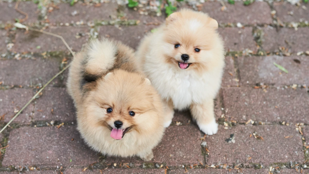 Dogsitter che passeggia con un Pomerania in un parco a Roma, durante il servizio personalizzato.