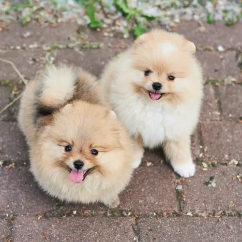 Dog sitter walking a Pomeranian in a Roman park during a personalised service session.